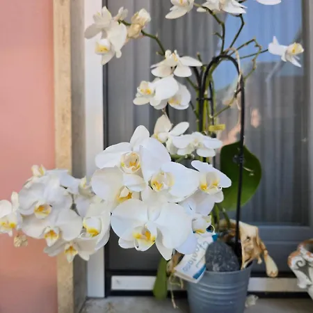 Casa Anna Maria 度假居 *